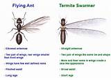 Photos of Termite Vs Winged Ant