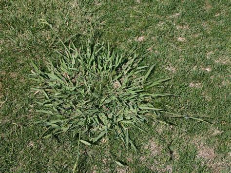 Tips For Targeted Weed Control In Bermudagrass And Zoysiagrass Lawns