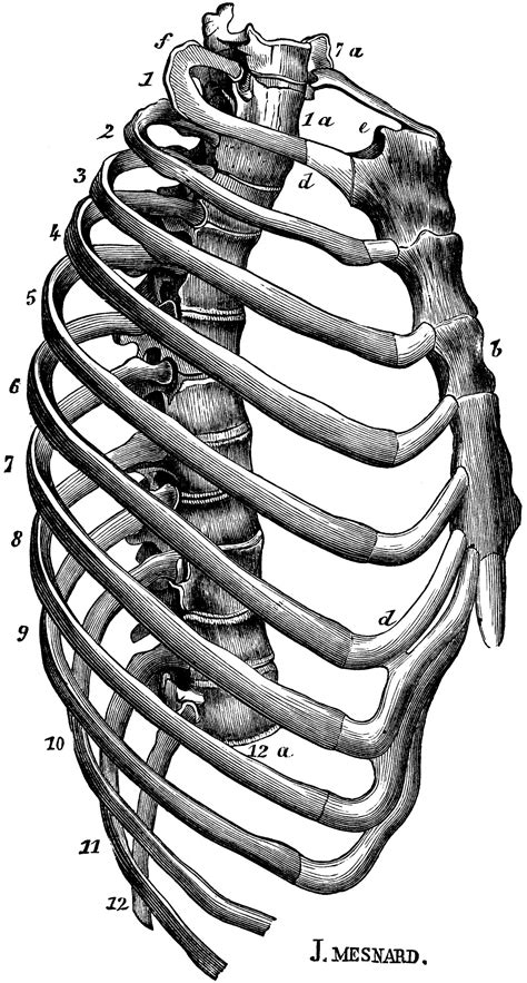 Labeled Anatomy Of Rib Cage Labeled Abdominal Xray Anatomy Kub