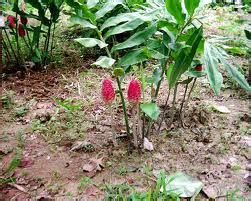 Dalam usaha mengumpul info khazanah herba di malaysia, kami susun dan senaraikan pelbagai herba dan ulam yang terdapat di malaysia. Anim Agro Technology: LEMPOYANG