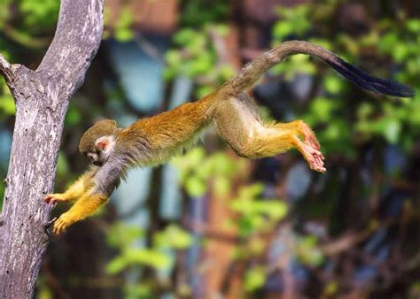 35 Squirrel Monkey Facts All 5 Saimiri Species Plus 8 Subspecies