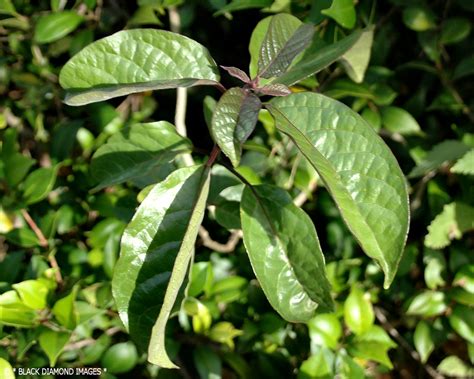 Clerodendrum Floribundum Var Floribundum Lolly Bush Flickr