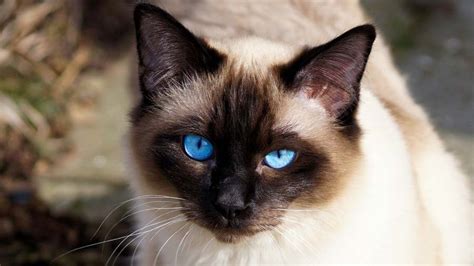 It may not have been the most original, but it was the best cat name for our pet. Siamese - Price, Personality, Lifespan