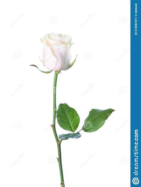 Pale Light Pink Rose With Green Leaf Isolated On White Background Stock