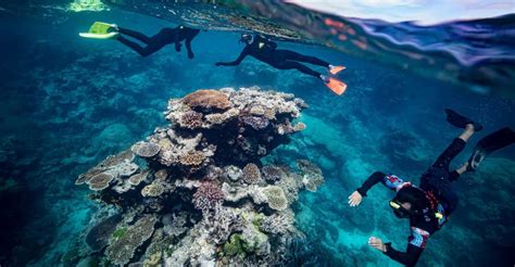 Från Cairns Great Barrier Reef Snorkeling Experience Getyourguide