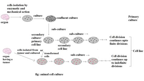 Maybe you would like to learn more about one of these? Animal Cell Culture: Introduction, Types, Methods and ...