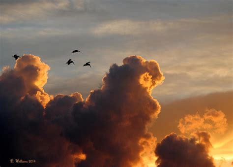 Pelican Silhouettes Photograph By Dan Williams Pixels