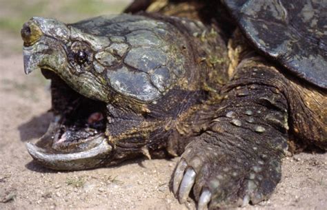 Tortue Alligator Mairie De Pexiora Site Officiel De La Commune