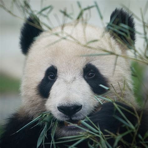 Are There Any Pandas Outside Of China