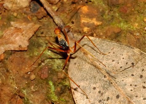 Red Spider Ant Leptomyrmex Rufipes