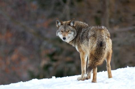 ‘mutant Coyotes With Piercing Blue Eyes Stun Scientists