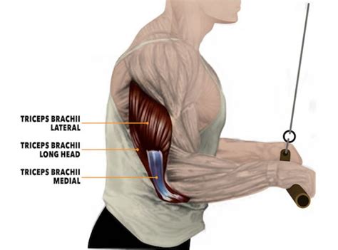 The Simple Way Everybody Screws Up Tricep Pushdowns Stack