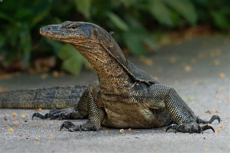 Water Monitor Lizard Astonishingceiyrs