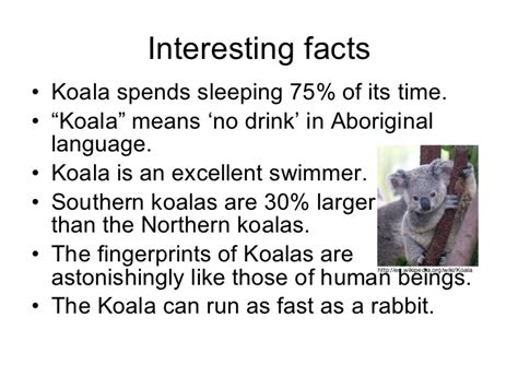 The Koala Presentation