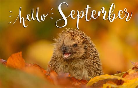 Have A Happy First Day Of September With These New Hello September