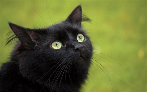 Picture Windows Black Cat With Green Eyes Wallpaper