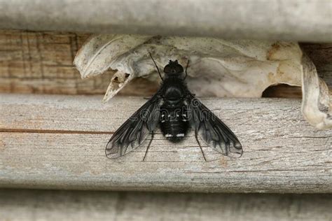 Detailed Closeup On The Parasitic Black Bee Fly Anthrax Anthrax
