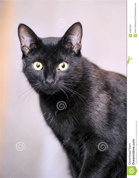 Black Bombay Cat Stock Image Image 35561691