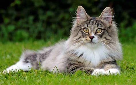 What Does A Norwegian Forest Cat Sound Like Belinda