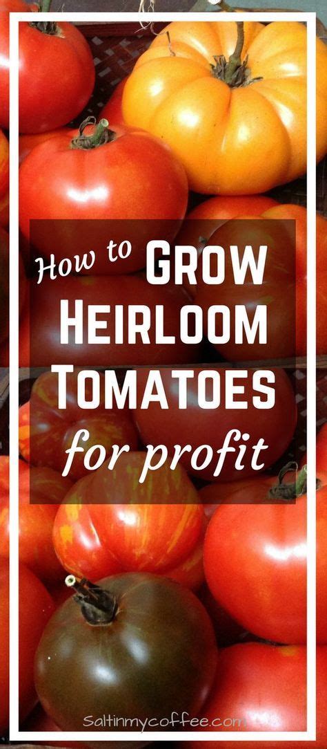 Great List Of 10 Ways To Make Extra Money Growing Tomatoes Growing