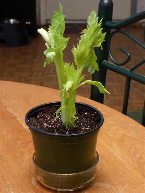 Here's how to grow and use your own. Celery Grown In Pots - How To Care For Celery In A Container