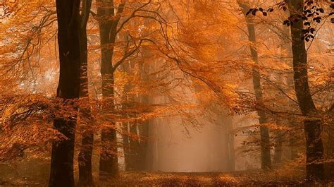 Hd Wallpaper Orange Trees Landscape Photography Nature Fall Path