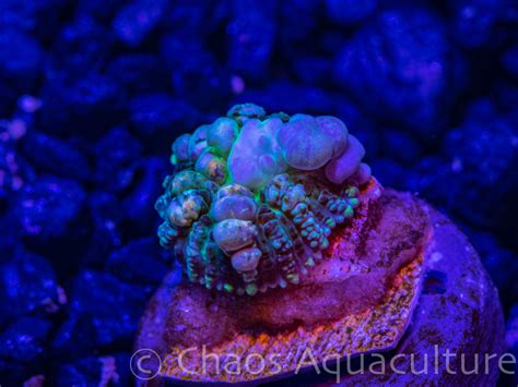 «our tck powerball bounce is growing up very nicely in our mushroom nano lagoon! Powerball Bounce Mushroom | ChaosAquaculture.com