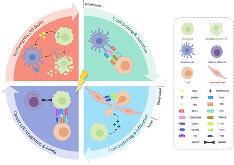 Frontiers Is The Combination Of Immunotherapy And Radiotherapy In Non