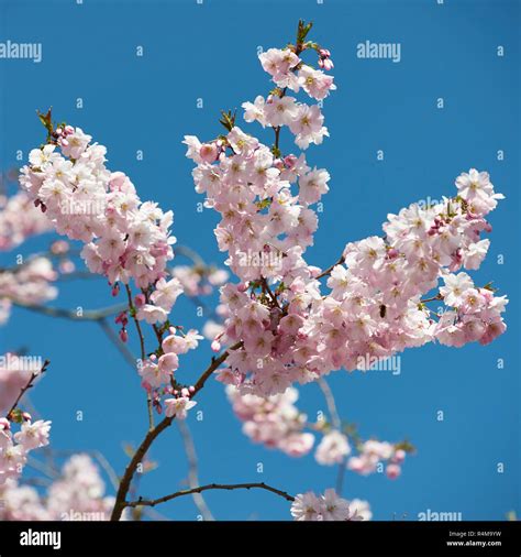 Hanami View The Cherry Blossoms Hi Res Stock Photography And Images Alamy