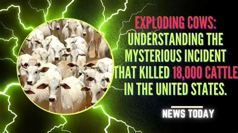 Exploding Cows Understanding The Mysterious Incident That Killed