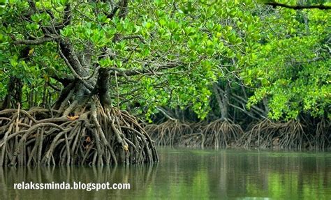 Lokasi Hutan Paya Bakau Di Malaysia Di Malaysia Jenis Ular Yang