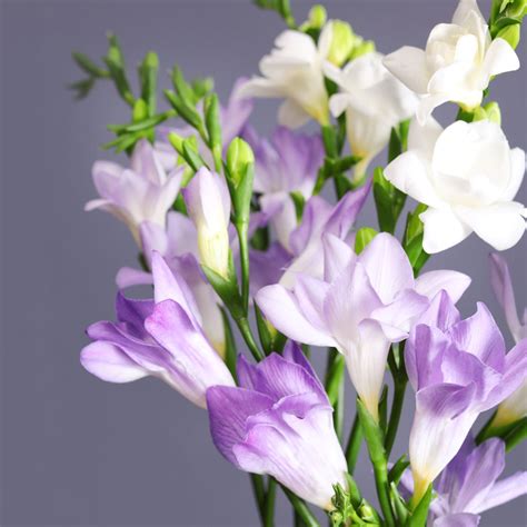 Freesia Clear Skies Collection Easy To Grow Bulbs