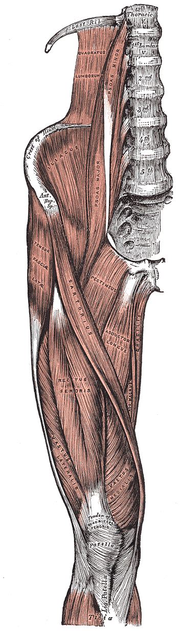 What are calf muscle, skeletal muscle, leg a d foot muscle, hip and groin muscle, shoulder & arm muscles. Groin Pain: What is a Groin?