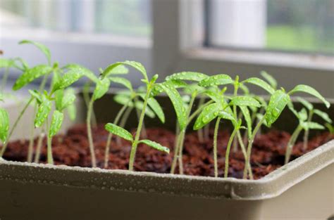 Growing Tomato Seedlings Where To Start Best Landscape Ideas