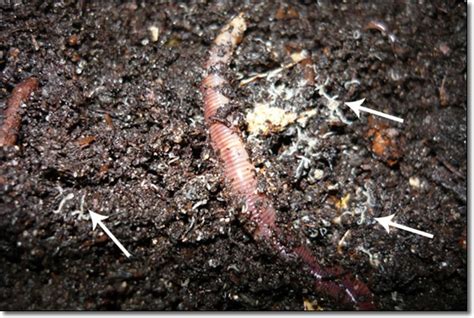 White Worm Cp Identification Forum