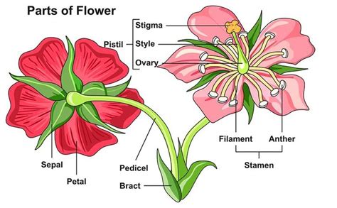 Morphology Of Flower Flower Structure Parts Videos Solved Examples Parts Of A Flower