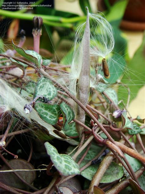 Vine with valentine hearts borders. PlantFiles Pictures: Rosary Vine, String of Hearts ...