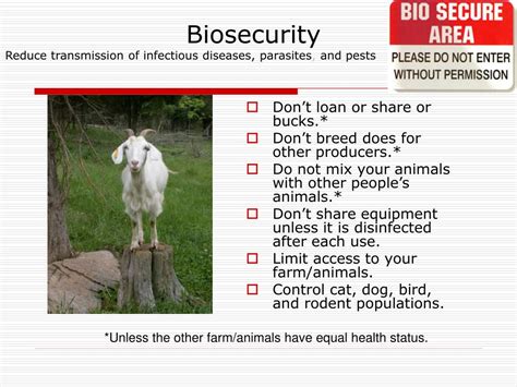 Ppt Goat Health And Care Powerpoint Presentation Free Download Id