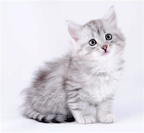 Silver Shaded Siberian Kitten Kittens Cutest Cats And Kittens Cute