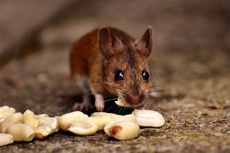 Mouse Fauna Mammal Wildlife Picture Image 113171080