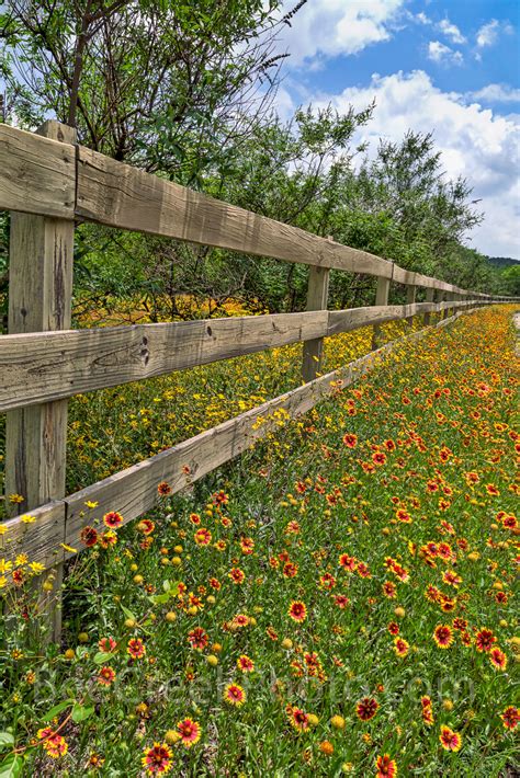 Texas Wildflowers Along The Fence2
