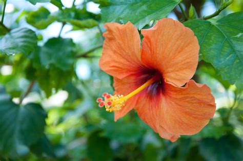 Free Photo Orange Hibiscus Tropical Flower Beauty Nature Vibrant