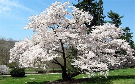 Yoshino cherry tree is one of the most widely planted cherry blossoms. Akebono Cherry. Prunus x yedoensis 'Akebono'. | Cherry ...