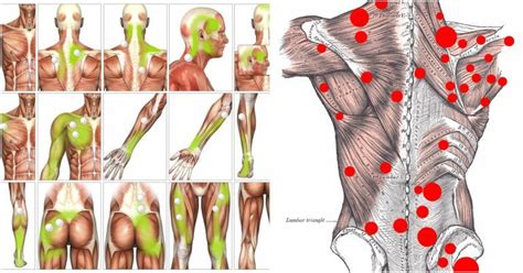 Self Massage And Myofascial Trigger Point Release Trigger Point Release