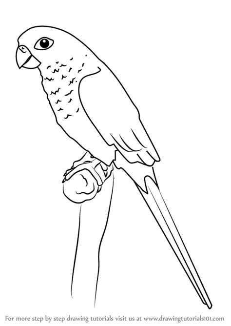 When i said popular, i meant that it's the most wanted pet parakeet in usa and europe. Learn How to Draw a Green-cheeked parakeet (Parrots) Step ...