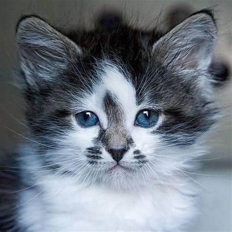 Cats And Kittens On With Images Pretty Cats Beautiful Cats