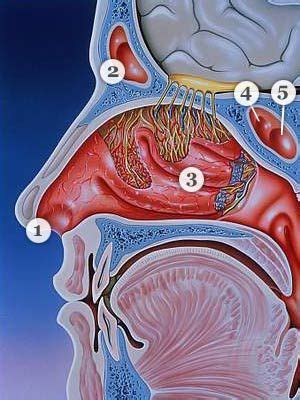 Common Ear, Nose, and Throat Complaints | Everyday Health