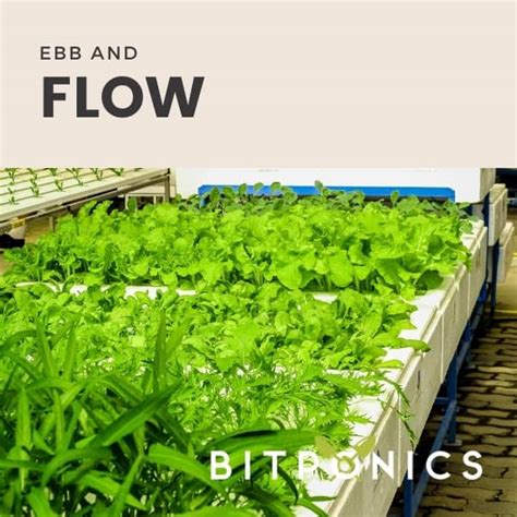 What Is The Ebb And Flow Hydroponic System