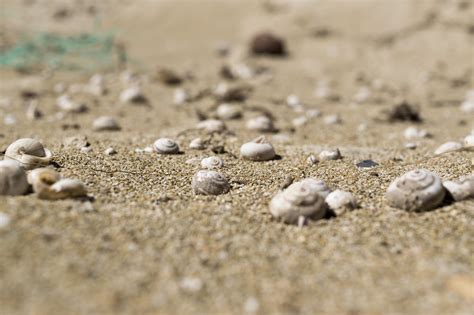Shells Sand Sea Free Photo On Pixabay Pixabay