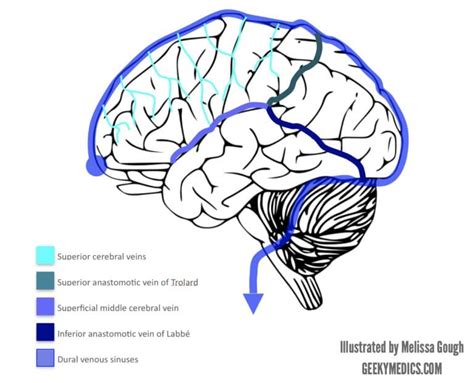 Venous Drainage Of The Brain Anatomy Geeky Medics